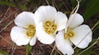 Neal Dombrowski | Red Butte Garden and Arboretum) Calochortus nuttallii, commonly known as the sego lily, blooms in dry conditions in the foothills of the Wasatch Front in May and June.